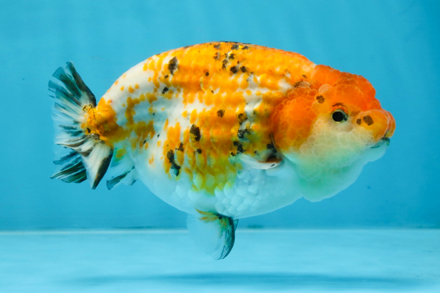 Tricolor Lionchu Female 5 inches #103125LC_16