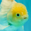 A Grade White Oranda Male 5.5-6 inches #072426OR_21