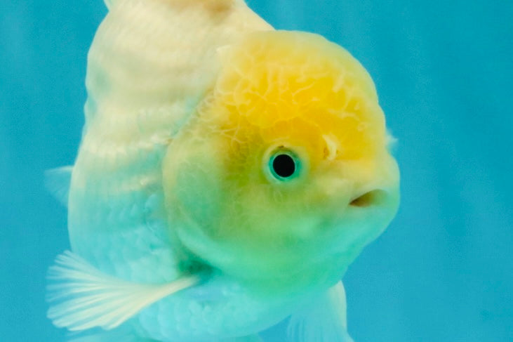 A Grade White Oranda Male 5.5-6 inches #072426OR_21