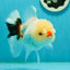 Tricolor Pompom Red Nose Oranda Female 5.5 inches #111524OR_17