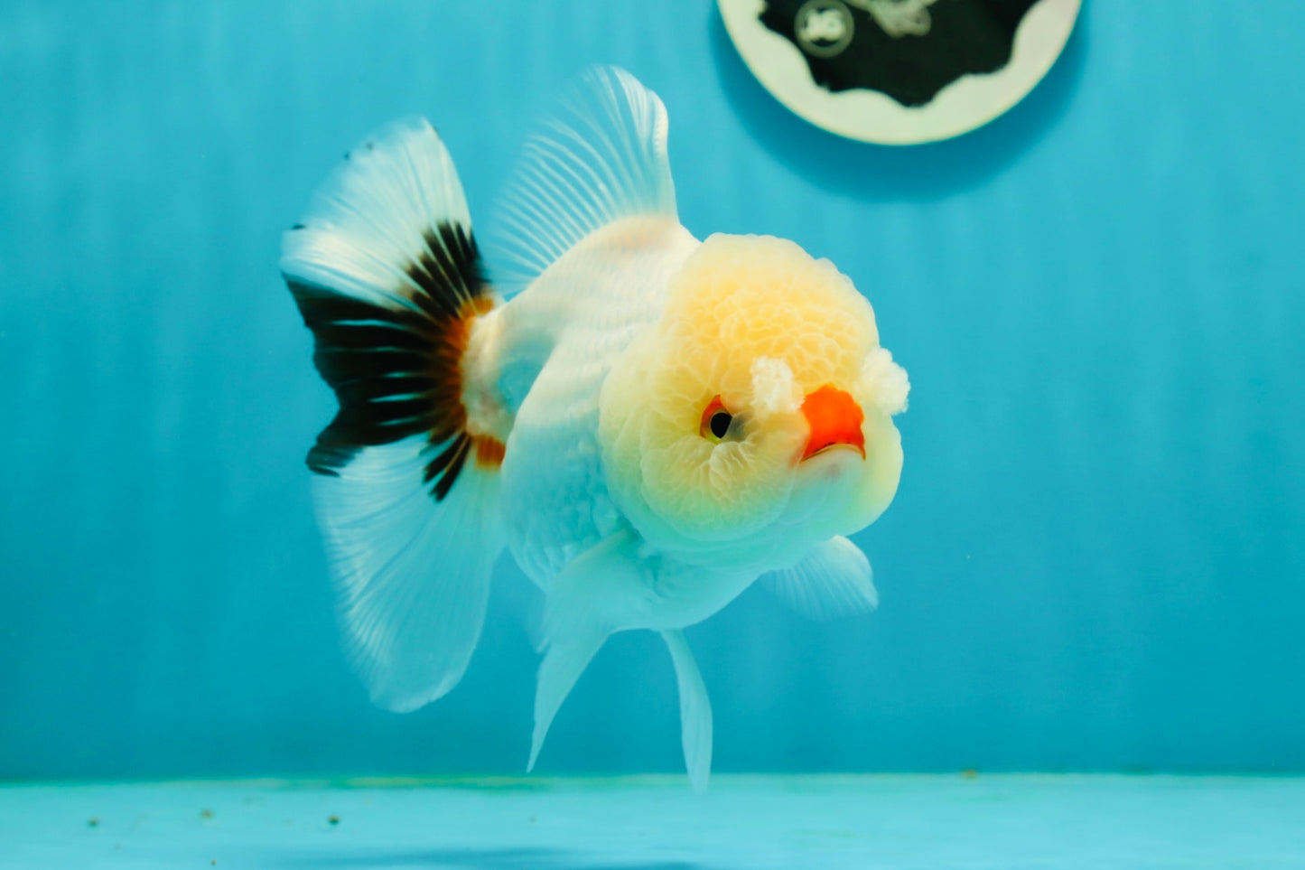 Tricolor Pompom Red Nose Oranda Female 5.5 inches #111524OR_17