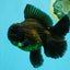 AAA Grade Godzilla Black Copper Oranda Male 7 inches #032026OR_01