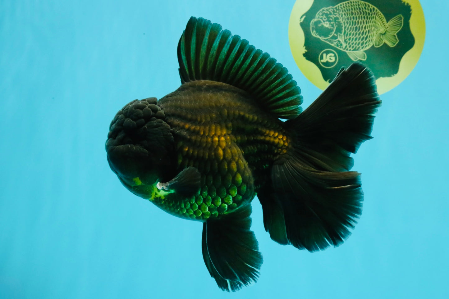 AAA Grade Godzilla Black Copper Oranda Male 7 inches #032026OR_01