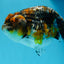 AAA Grade Kirin Ranchu Female 5-5.5 inches #0922RC_01