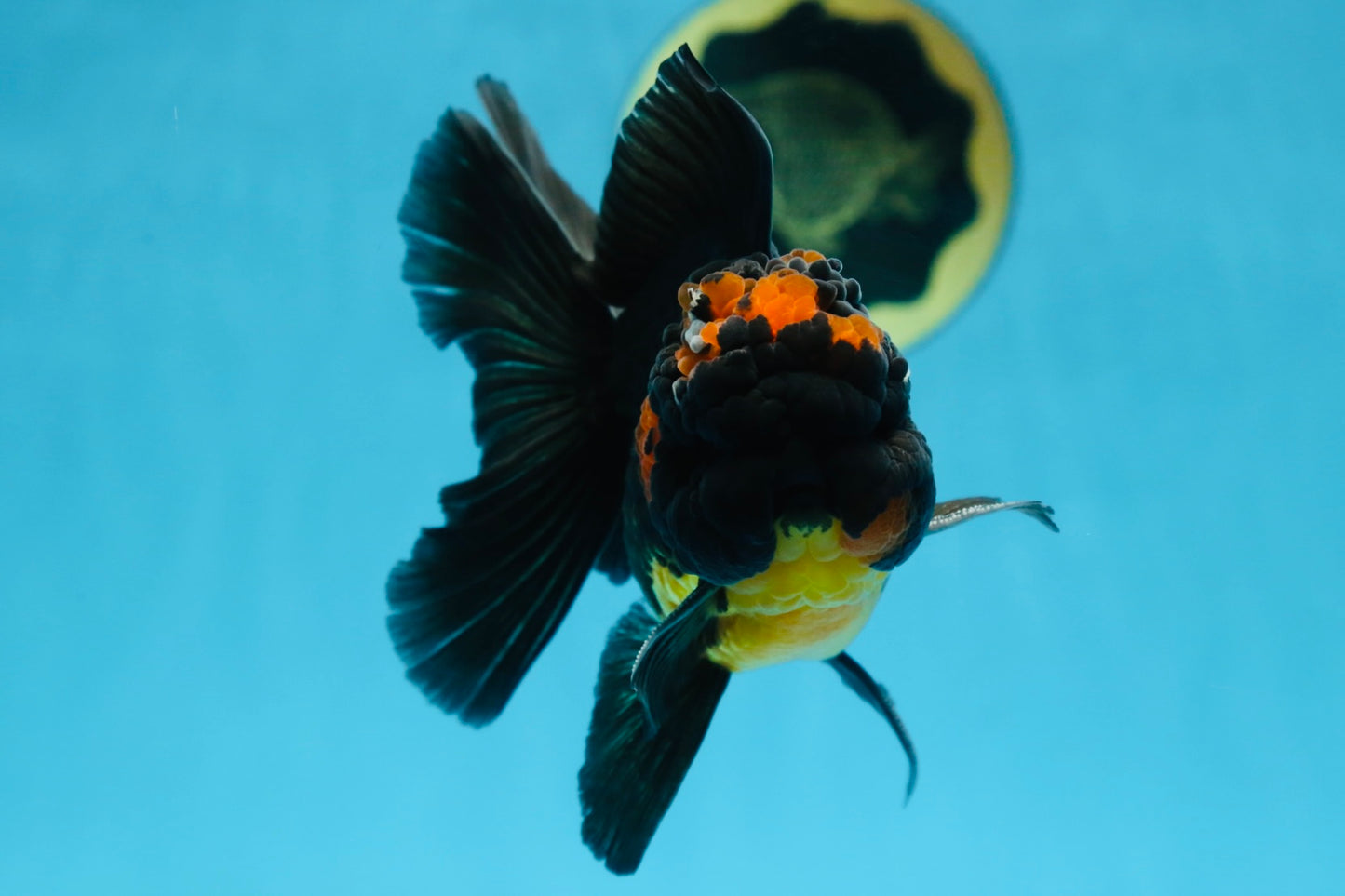 A Grade Apache Oranda Male 5 inches #081525OR_22