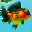 CHUBBY AAA Grade Apache Oranda Female 6-6.5 inches #082126OR_11