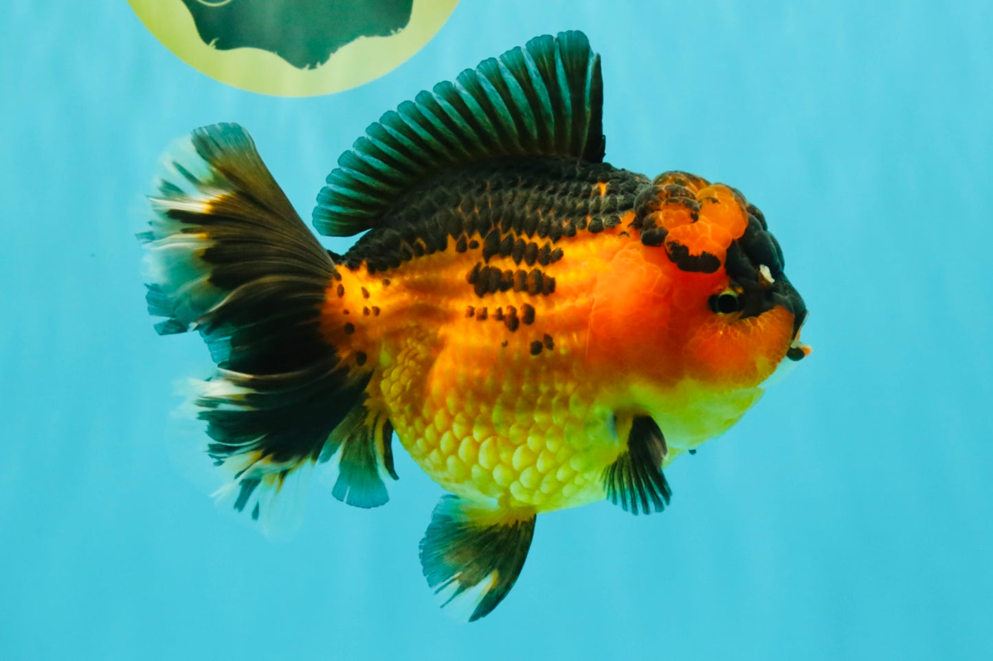 CHUBBY AAA Grade Apache Oranda Female 6-6.5 inches #082126OR_11