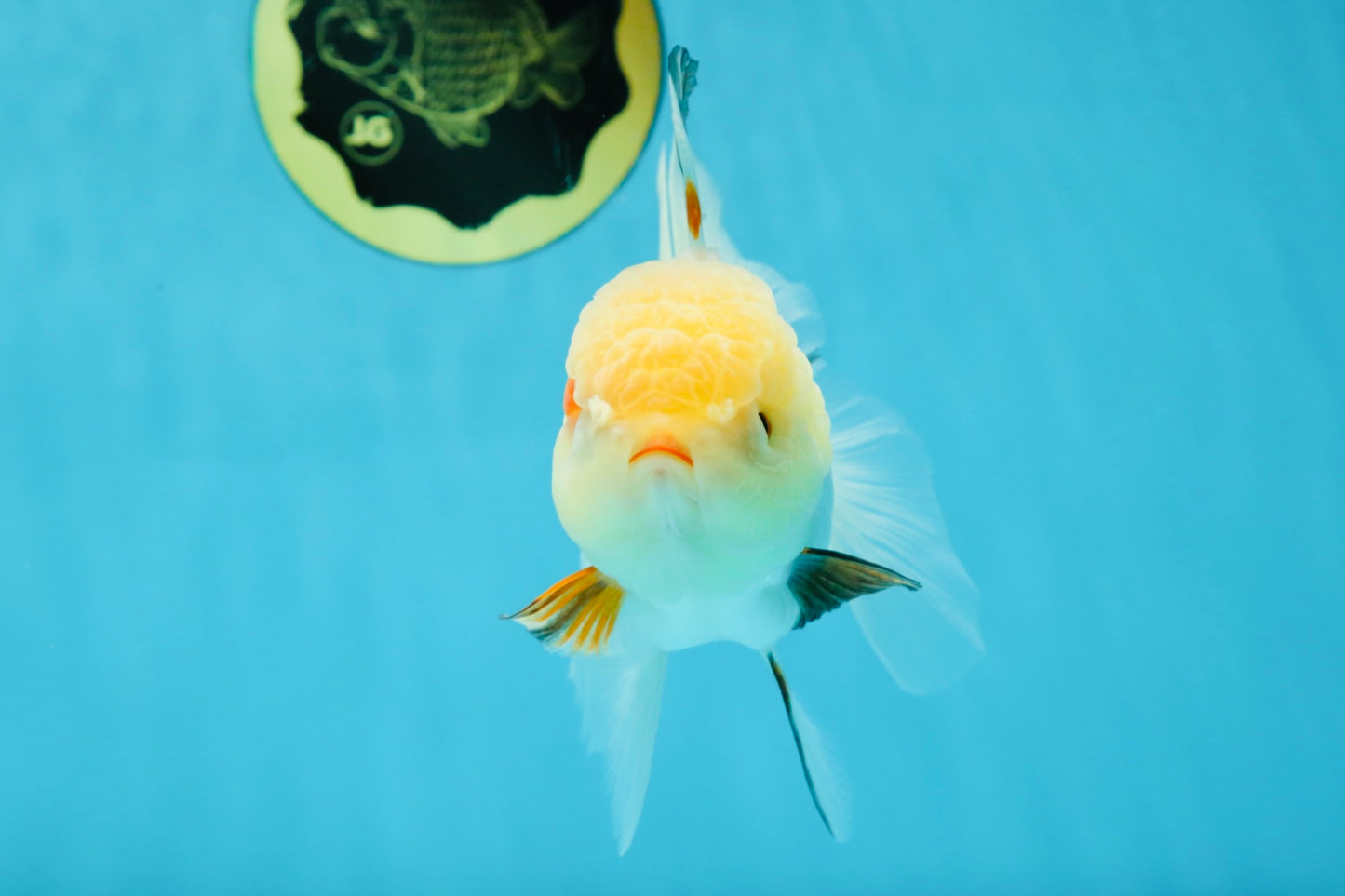 A Grade Tricolor Oranda Female 5 inches #050225OR_01