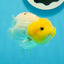 Lemonhead Lionchu Male 4-4.5 inches #0927LC_10