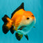 ADORABLE AAA Grade Tricolor Yuanbao Male 4.5-5 inches #080726YB_27