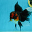 A Grade Tricolor Lava Head Oranda Male 5.5 inches #120624OR_04