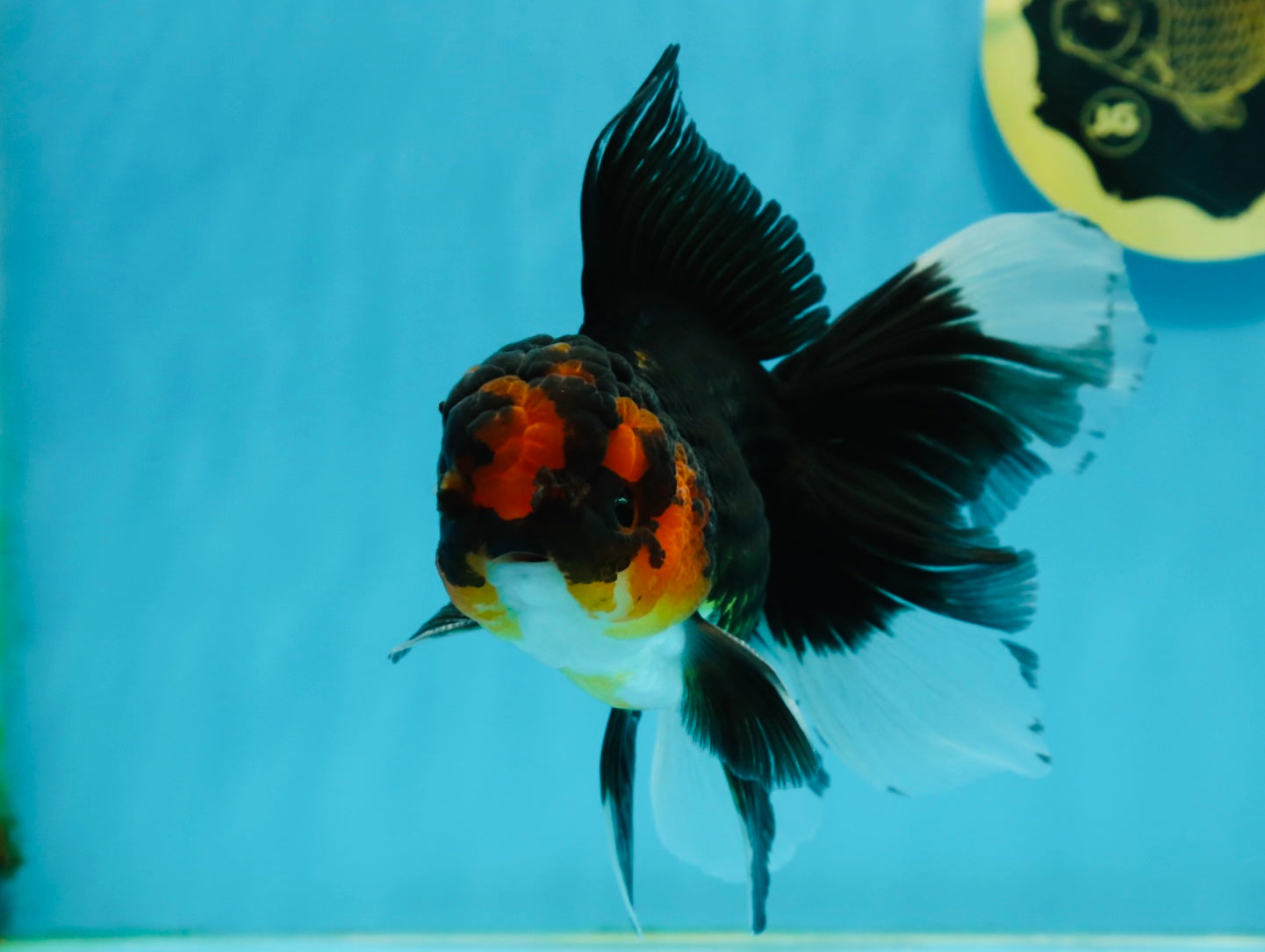 A Grade Tricolor Lava Head Oranda Male 5.5 inches #120624OR_04