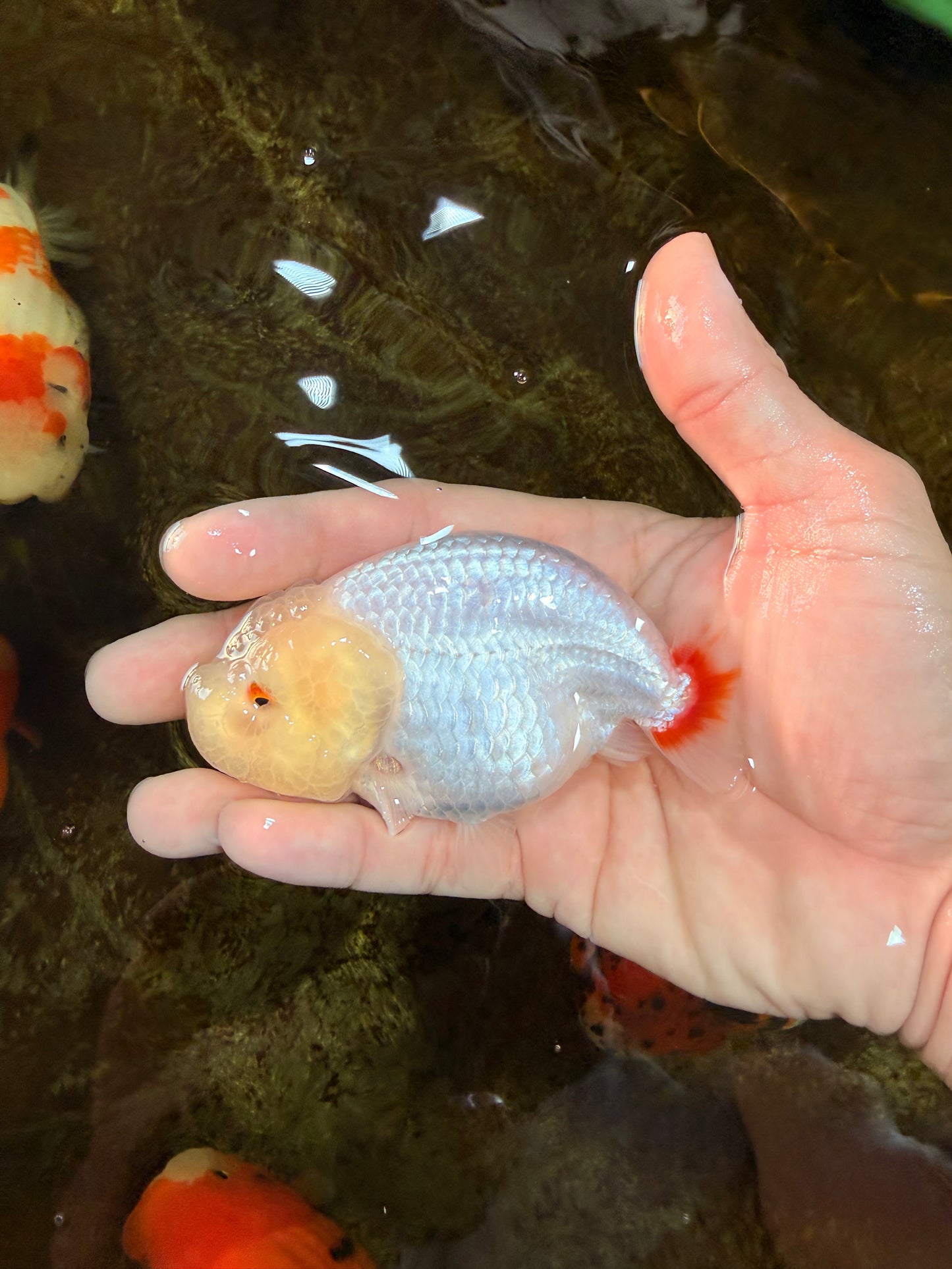 CLOUDY AAA Grade Red White LionQueen 3.5-4 inches #101725LC_11