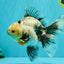 A Grade Marble Oranda Male 6.5-7 inches #072426OR_09