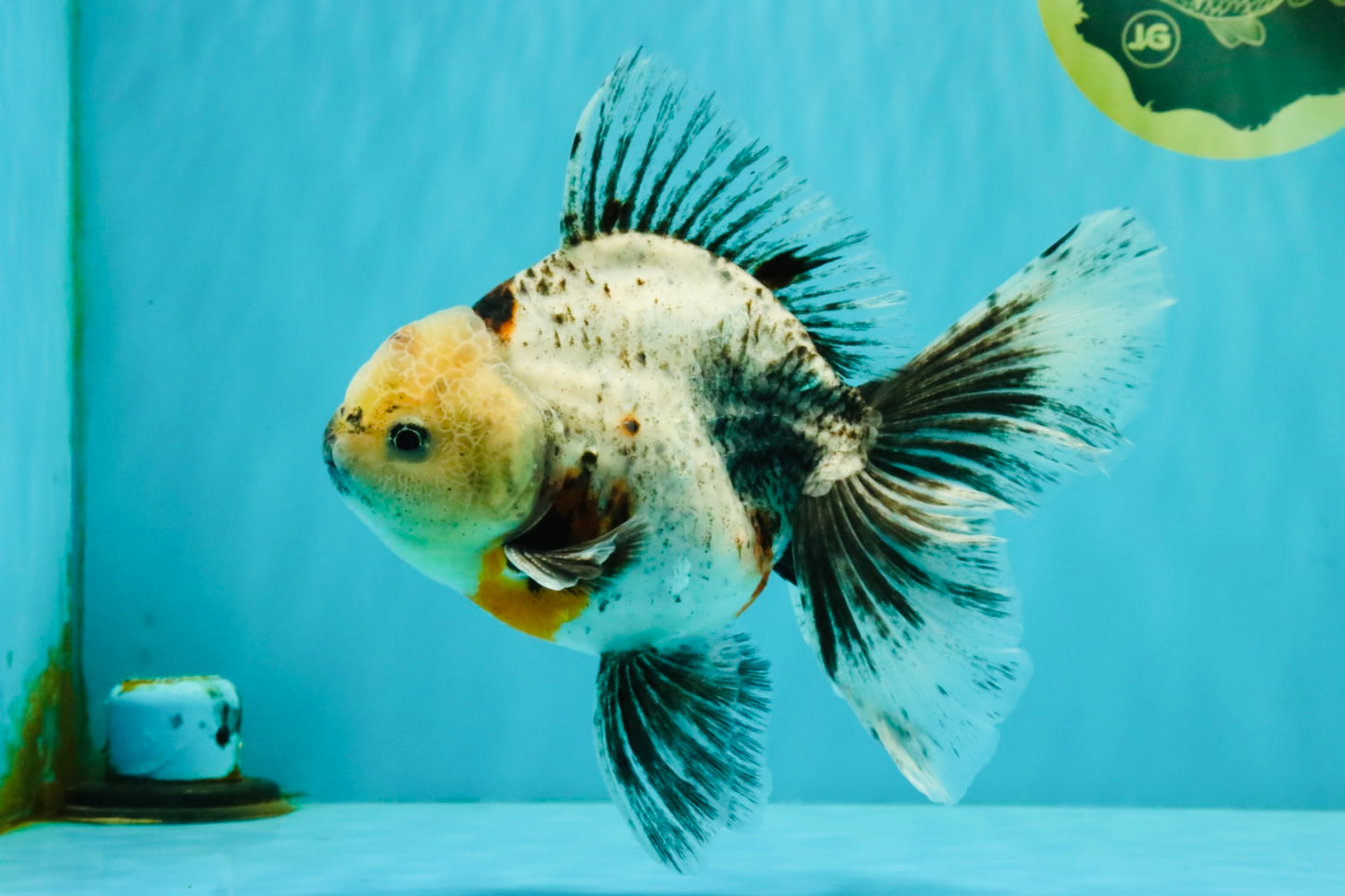 A Grade Marble Oranda Male 6.5-7 inches #072426OR_09