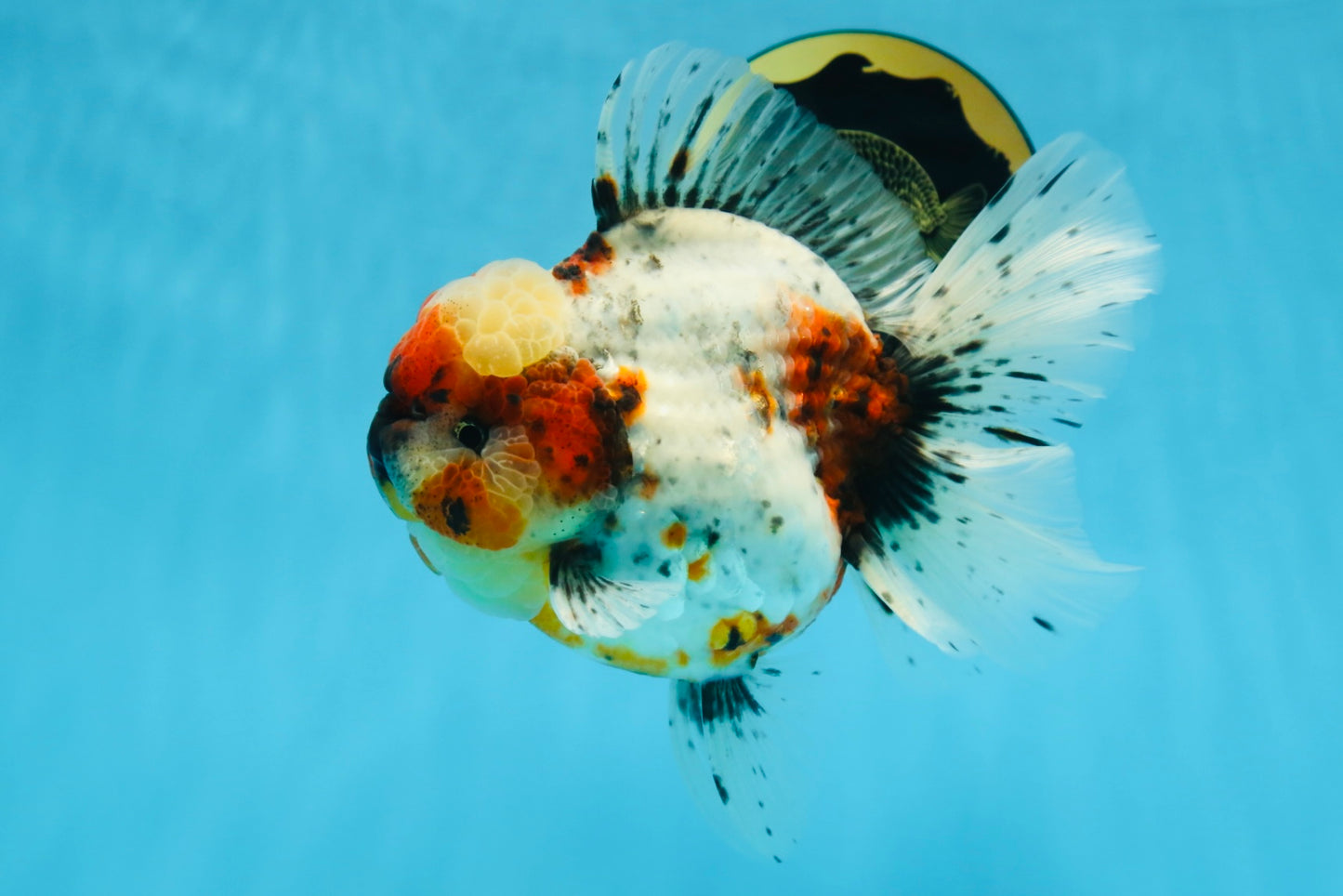 AAA Grade SUPER WEN Godzilla Calico Oranda Female 6 inches #080825OR_16