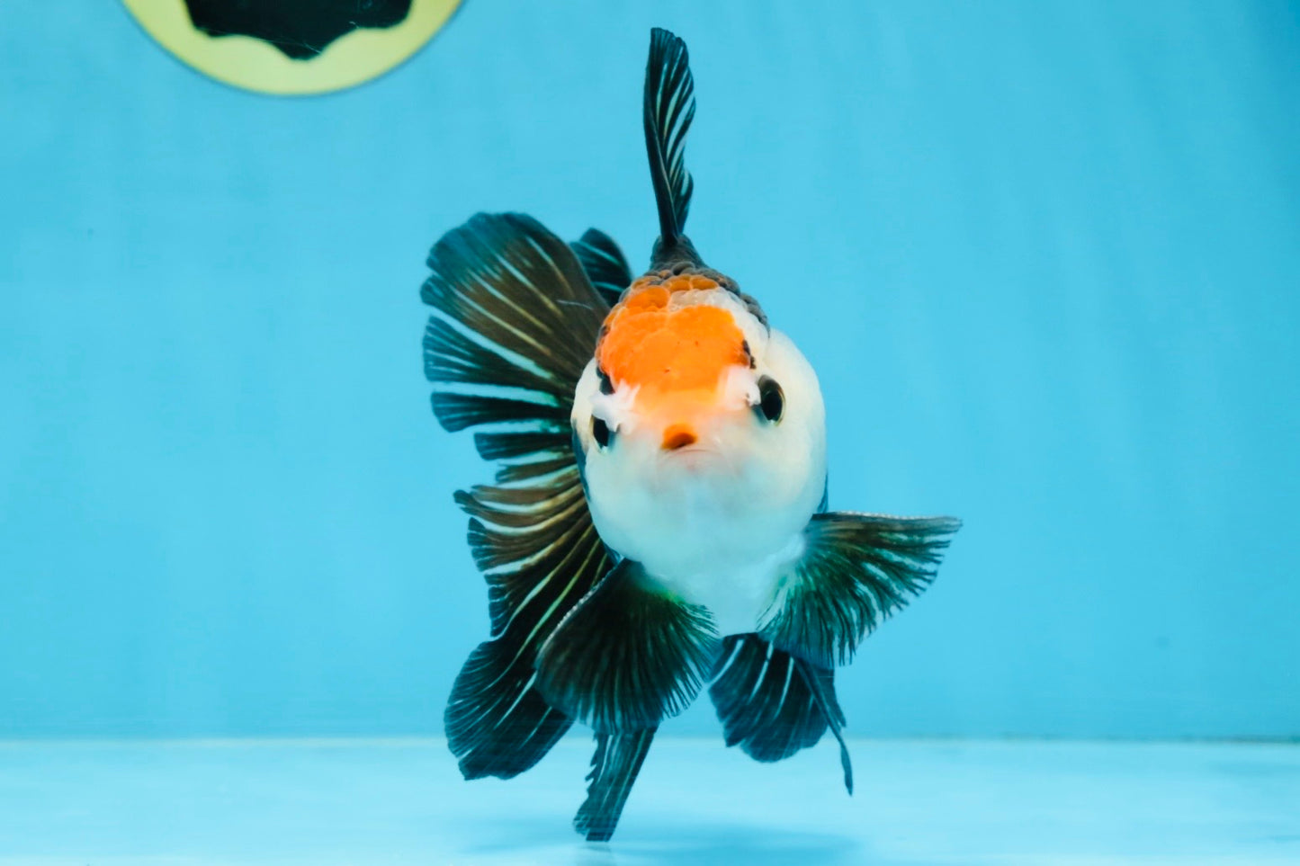 A Grade Tricolor Oranda Male 5 inches #100325OR_20
