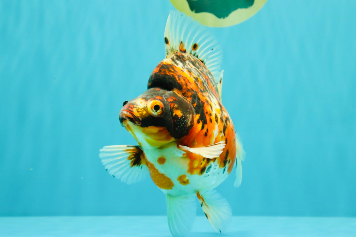 AAA Grade Special Indonesia Calico Ryukin Male 6-6.5 inches #100226RK_01