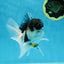 A Grade Tricolor Oranda Male 4.5-5 inches #021425OR_08