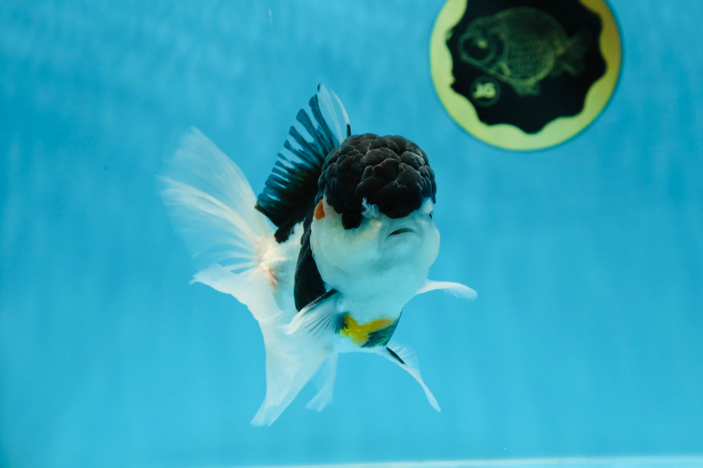 A Grade Tricolor Oranda Male 4.5-5 inches #021425OR_08