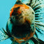 A Grade Real Calico Oranda Male 5.5 inches #062626OR_32