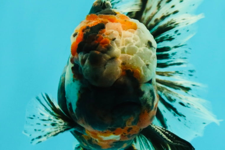 A Grade Real Calico Oranda Male 5.5 inches #062626OR_32