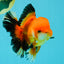 AAA Grade Apache Oranda Male 5.5-6 inches #041726OR_11