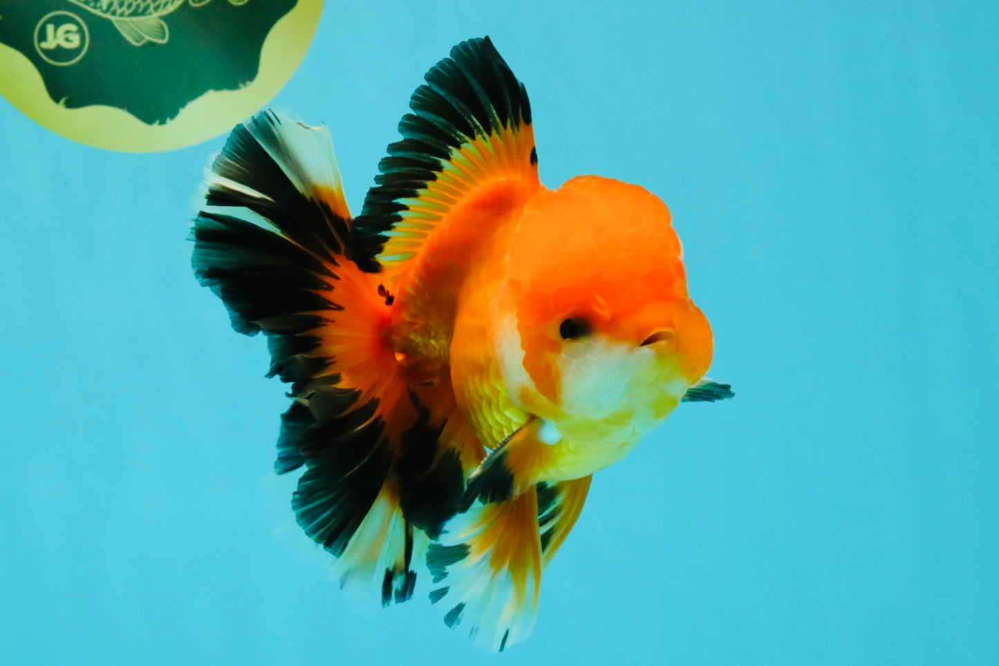 AAA Grade Apache Oranda Male 5.5-6 inches #041726OR_11