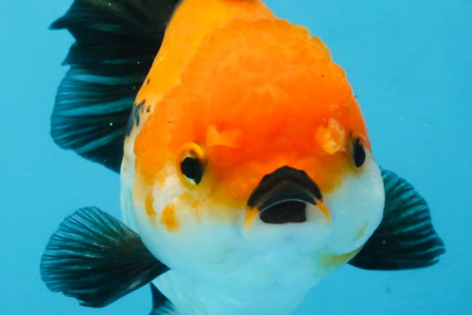 A Grade Tricolor Oranda Female 5.5-6 inches #111425OR_15