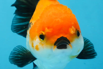 A Grade Tricolor Oranda Female 5.5-6 inches #111425OR_15