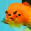 CHARLIE AAA Grade Apache Oranda Female 6.5 inches #091826OR_01
