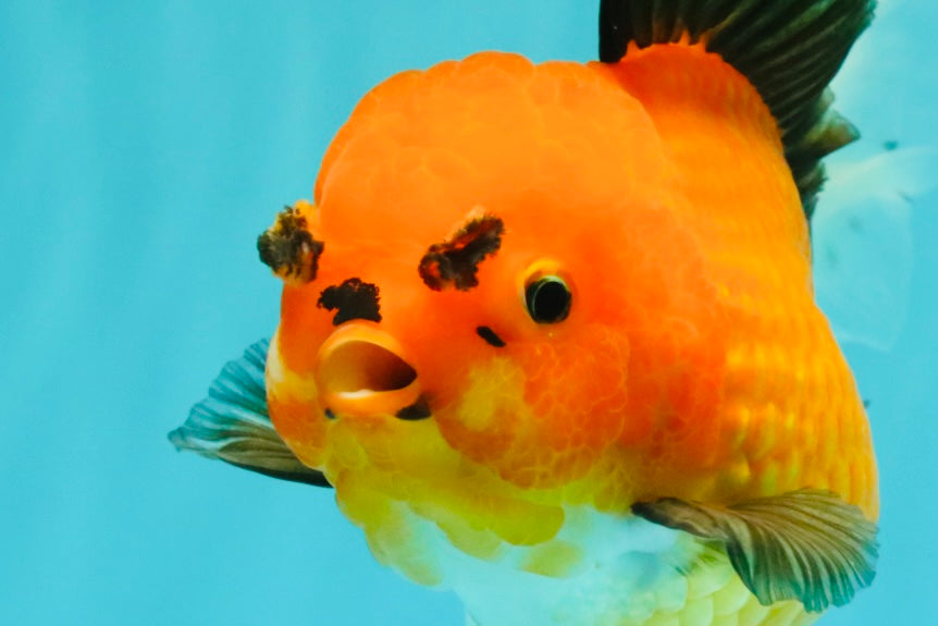 CHARLIE AAA Grade Apache Oranda Female 6.5 inches #091826OR_01