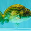 Black Copper Ranchu Female 5-5.5 inches #081426RC_24