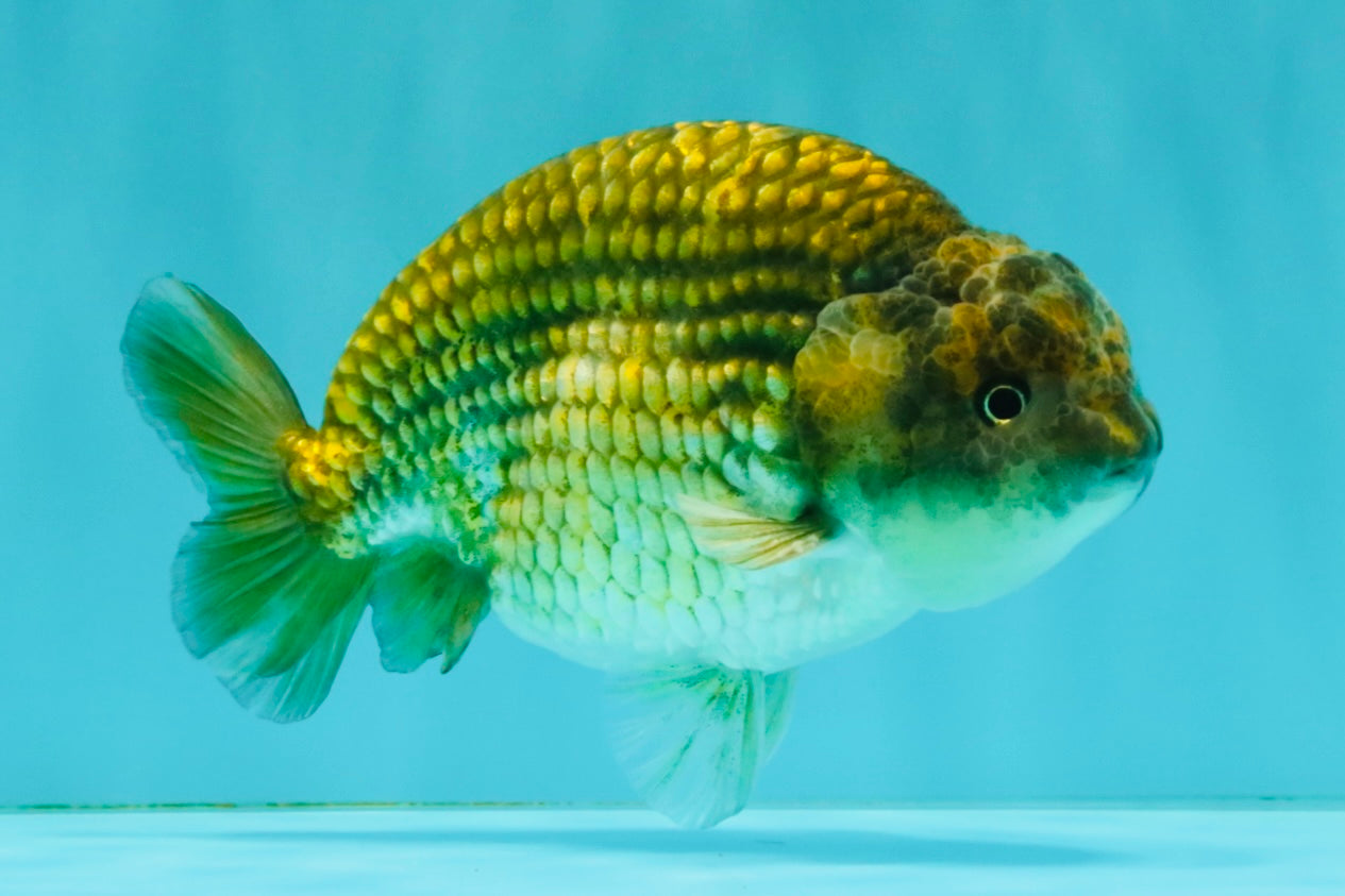 Black Copper Ranchu Female 5-5.5 inches #081426RC_24