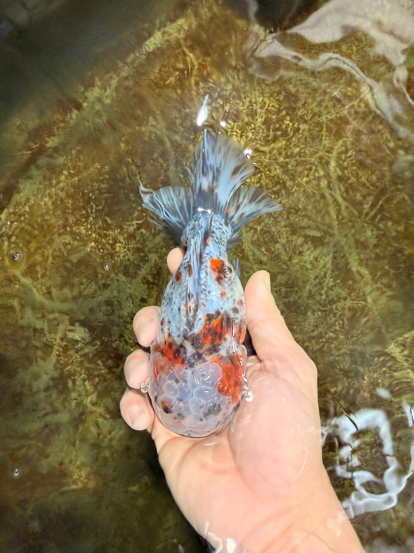 CHONKY AAA Grade Calico Kirin Oranda Male 5-5.5 inches #121225OR_03