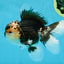 AAA Grade Panda Oranda Male 5 inches #051625OR_28