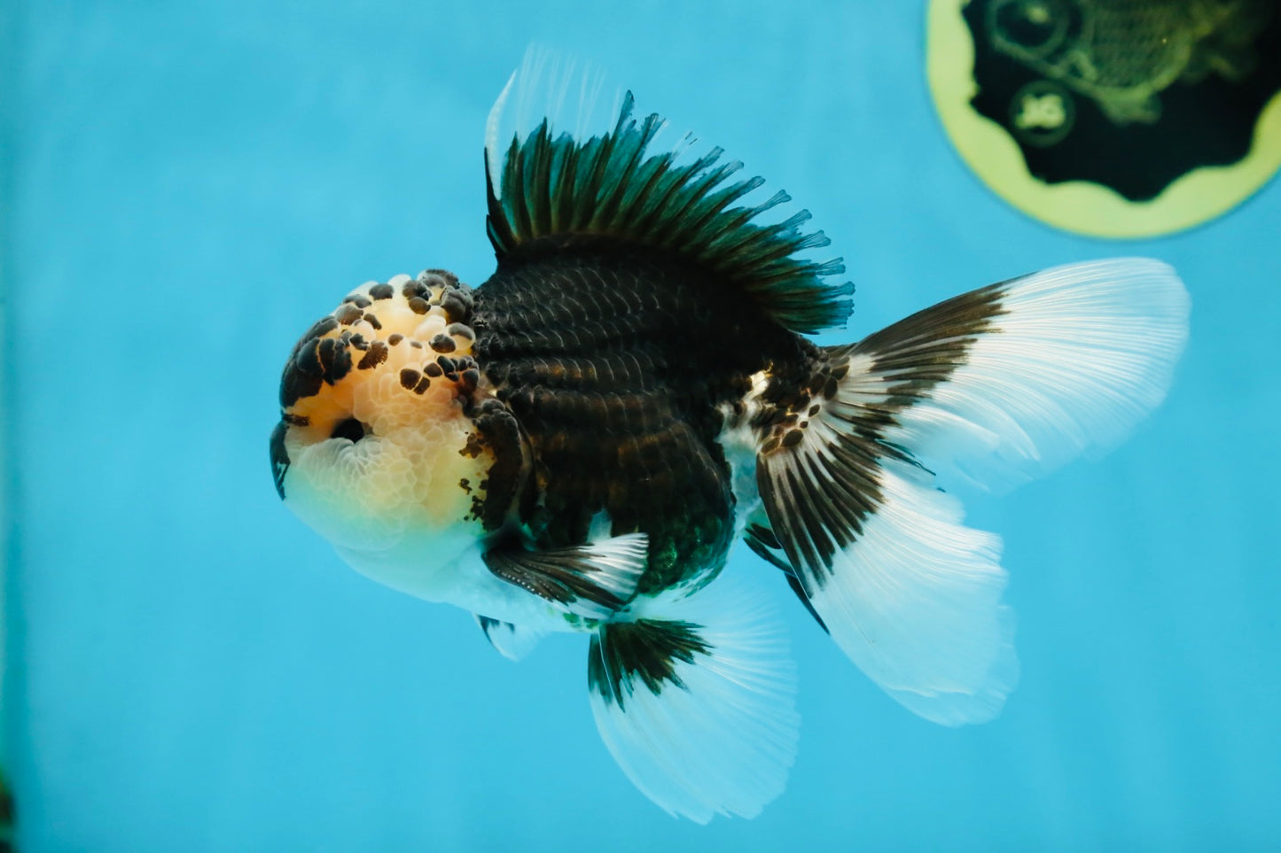 AAA Grade Panda Oranda Male 5 inches #051625OR_28
