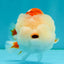 ADORABLE Red White LionChu Female 4.5 inches #050826LC_15