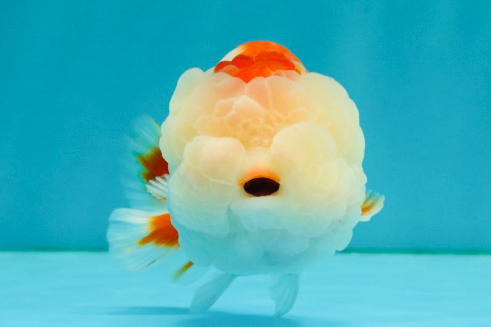 ADORABLE Red White LionChu Female 4.5 inches #050826LC_15