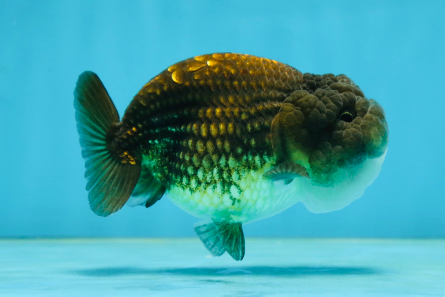 A Grade Dragon Scale Black Copper LionQueen 4-4.5 inches #062725LC_07