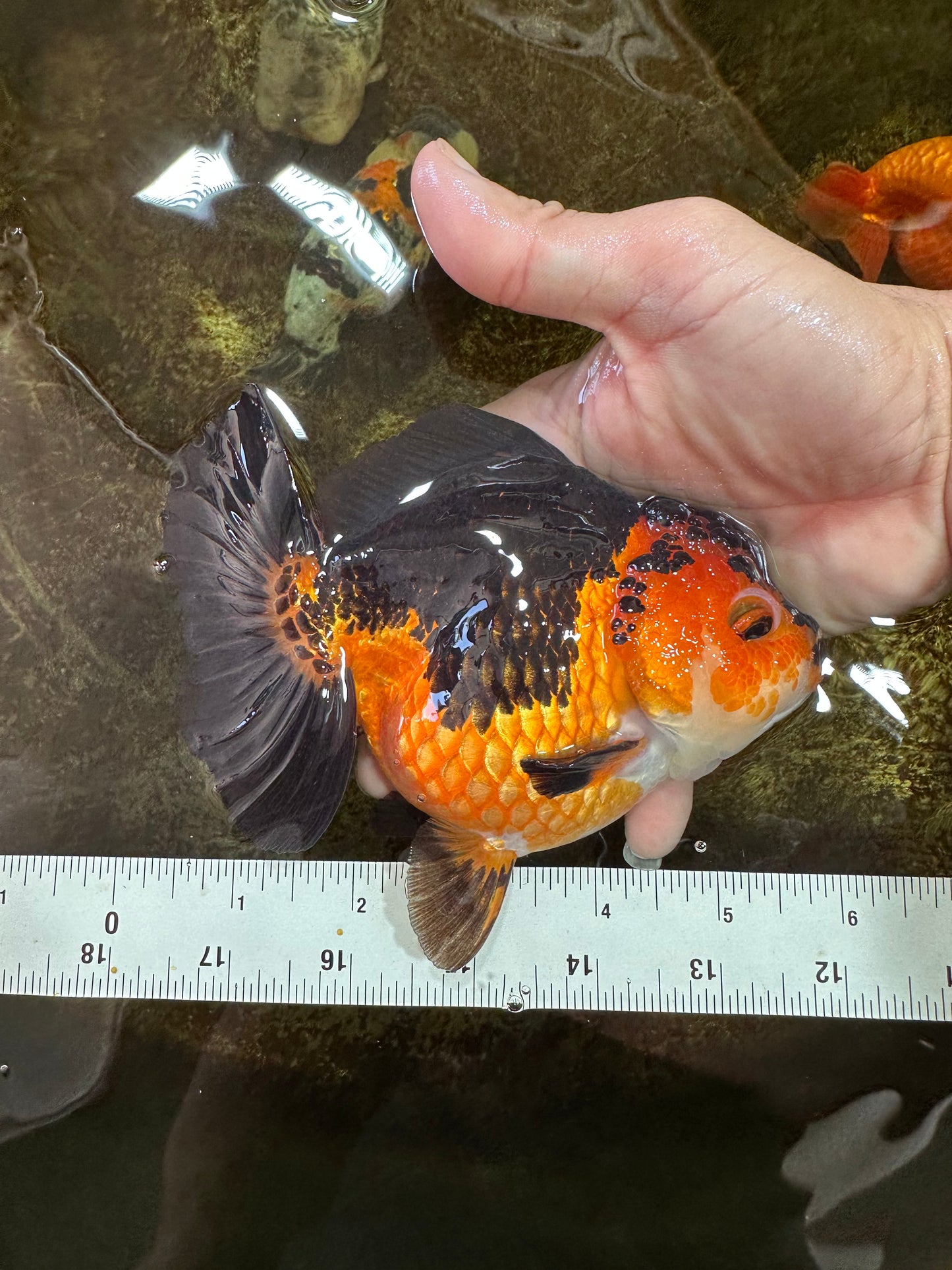 A Grade SPECIAL Apache Yuanbao Female 5.5 inches #100325YB_04