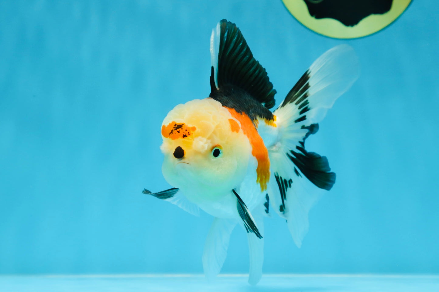 A Grade Button Nose Tricolor Oranda Female 5 inches #020725OR_19