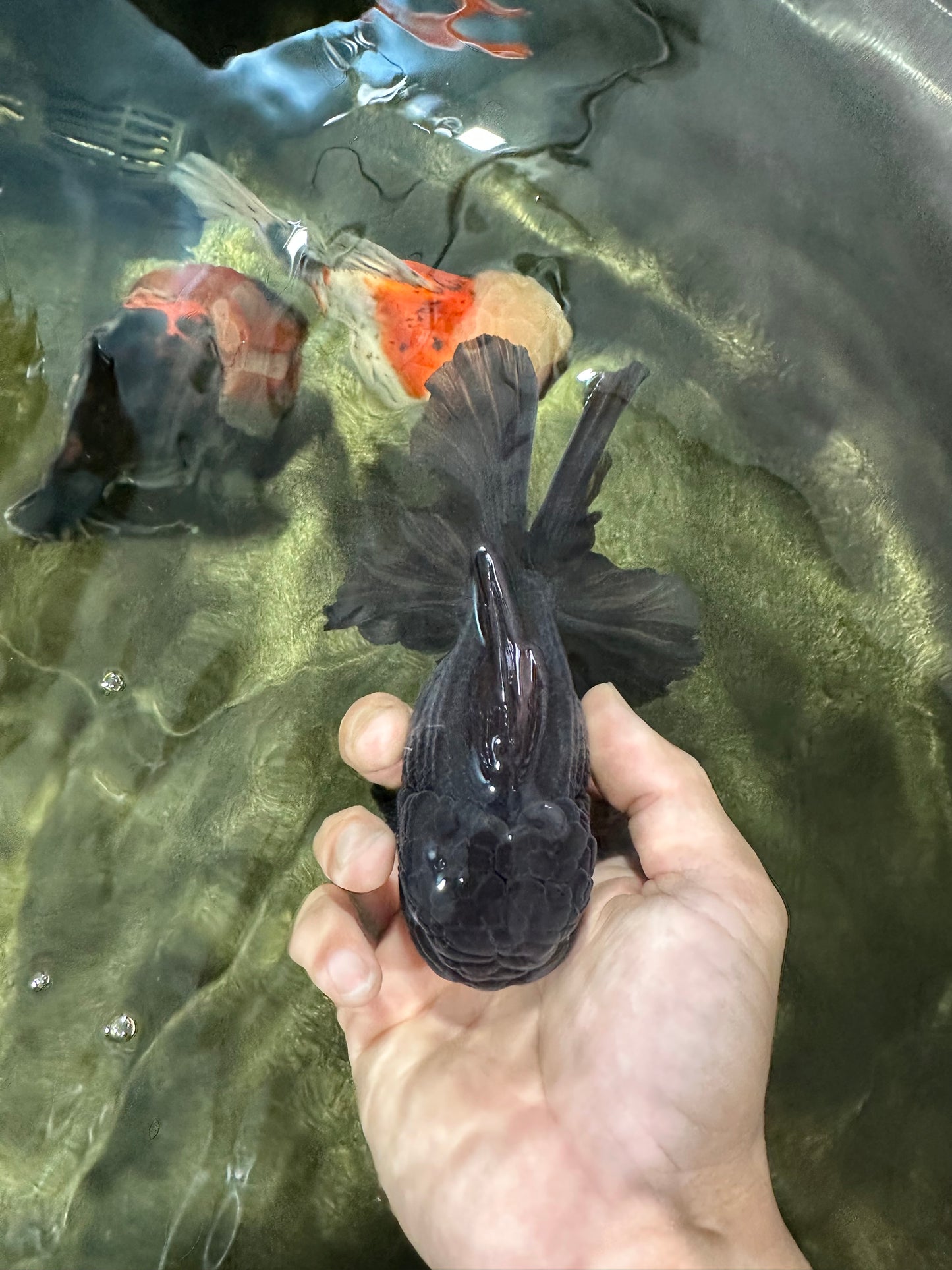 AAA Grade Jumbo Black Oranda Male 5-5.5 inches #053025OR_24