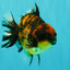 A Grade Tiger Yuanbao Male 4.5-5 inches #071726YB_11