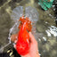 TOMATO AAA Grade Jumbo Broadtail Red Oranda Male 8.5-9 inches #072426OR_03