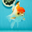 Red White Oranda Female 5-5.5 inches #110824OR_06