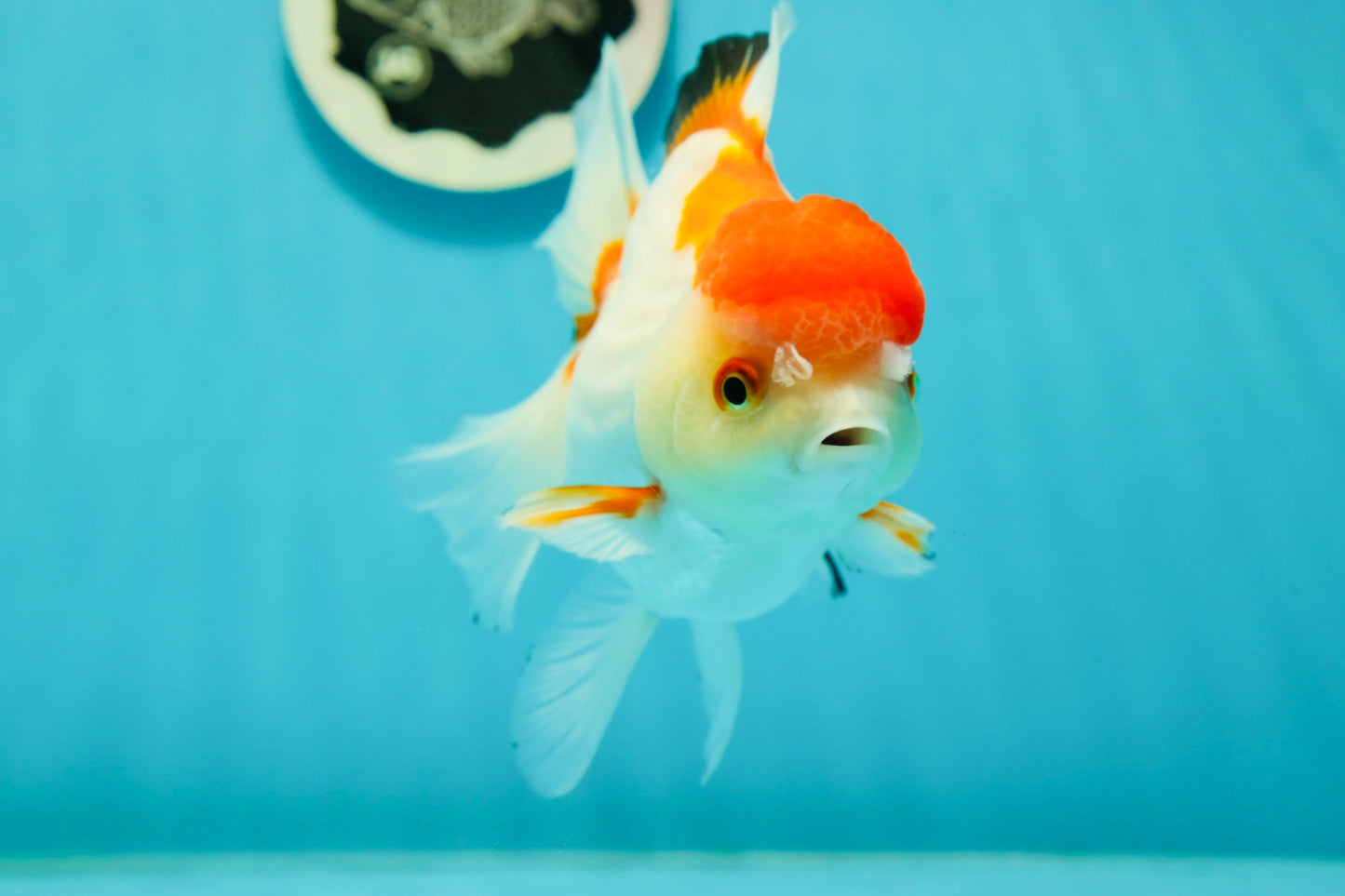 Red White Oranda Female 5-5.5 inches #110824OR_06