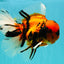 A Grade Broatail Tiger Oranda Male 7.5 inches #100926OR_08
