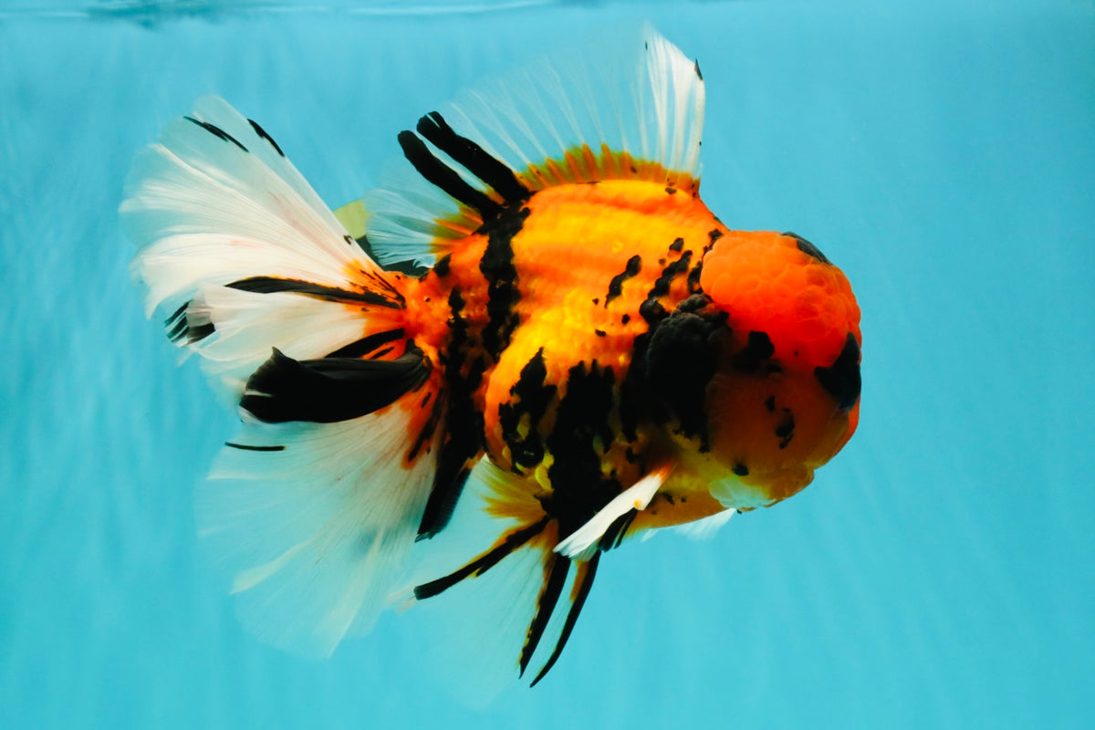 A Grade Broatail Tiger Oranda Male 7.5 inches #100926OR_08