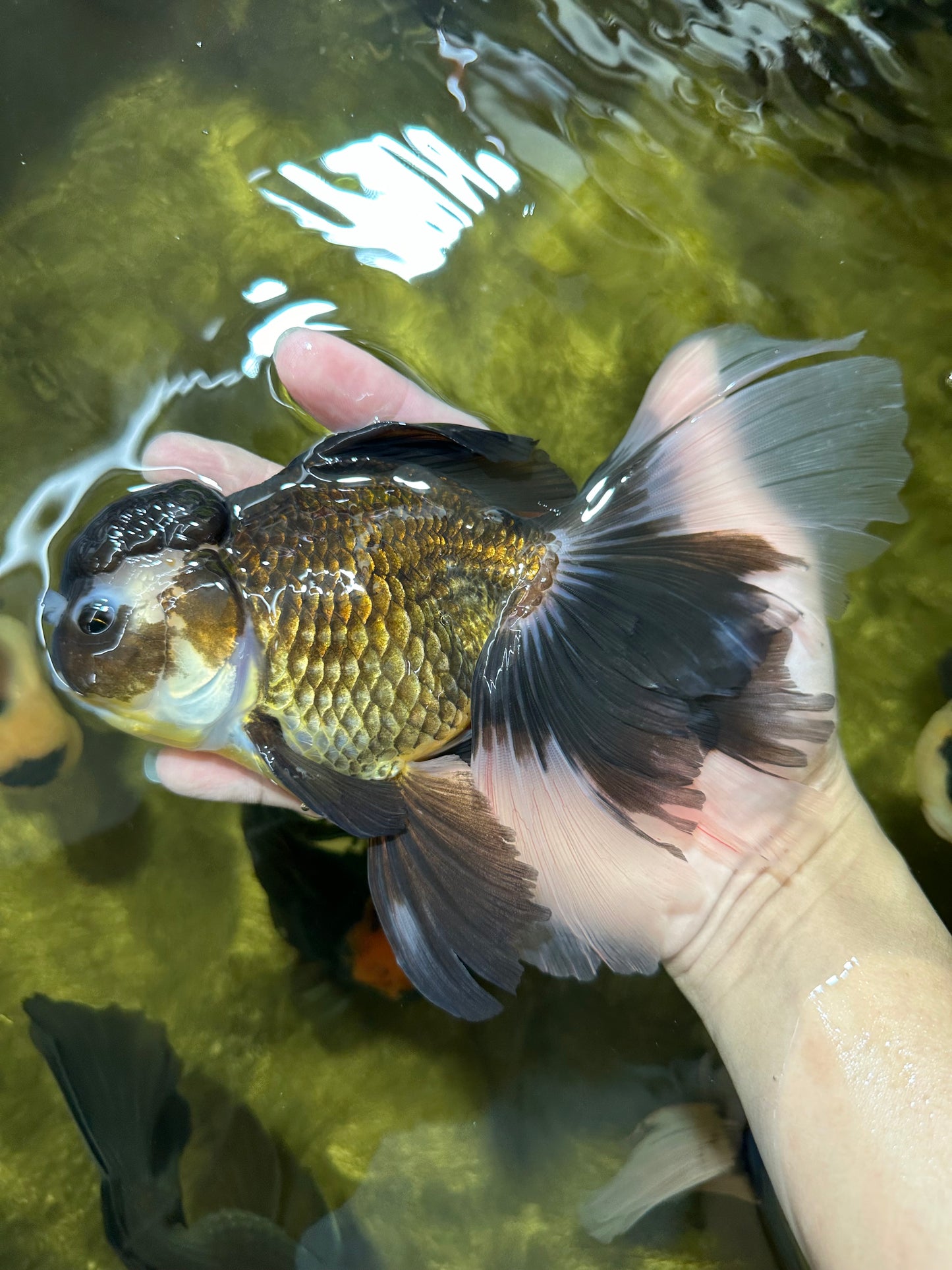 Giant Black Oranda Female 7 inches #112224OR_18